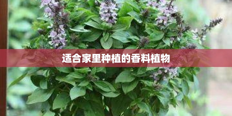 适合家里种植的香料植物