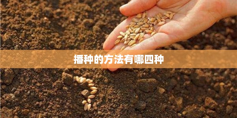 播种的方法有哪四种