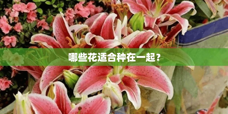 哪些花适合种在一起？