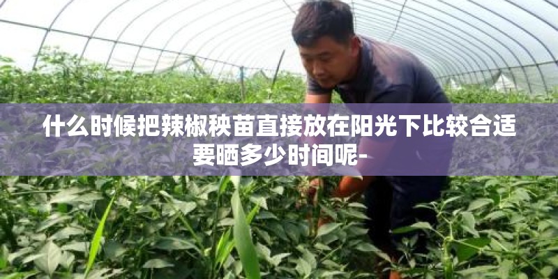 什么时候把辣椒秧苗直接放在阳光下比较合适要晒多少时间呢-