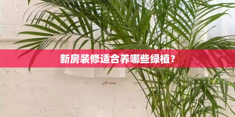 新房装修适合养哪些绿植？