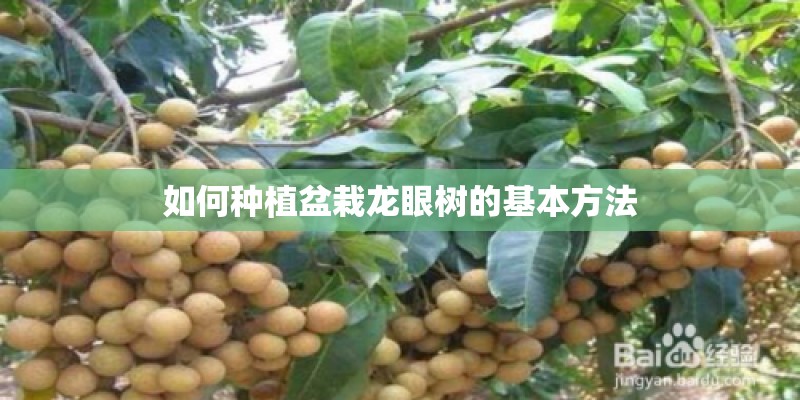 如何种植盆栽龙眼树的基本方法