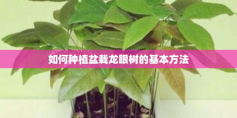 如何种植盆栽龙眼树的基本方法