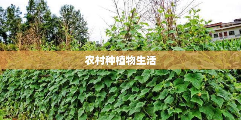 农村种植物生活