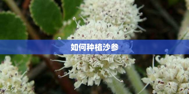 如何种植沙参