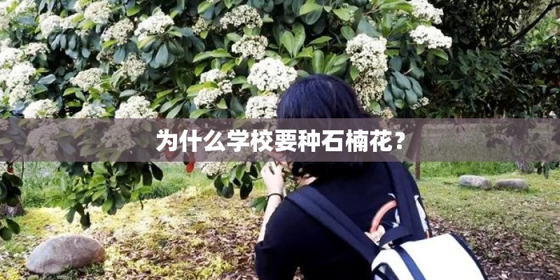 为什么学校要种石楠花？