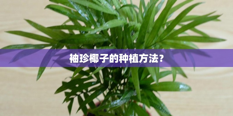 袖珍椰子的种植方法？