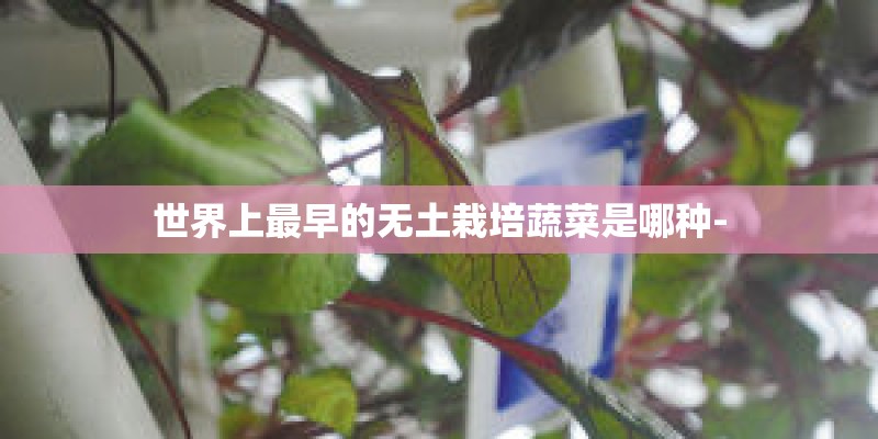 世界上最早的无土栽培蔬菜是哪种-