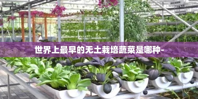 世界上最早的无土栽培蔬菜是哪种-