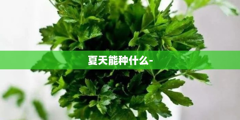 夏天能种什么-