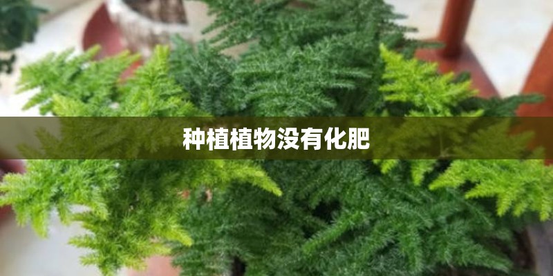 种植植物没有化肥