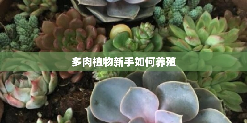 多肉植物新手如何养殖