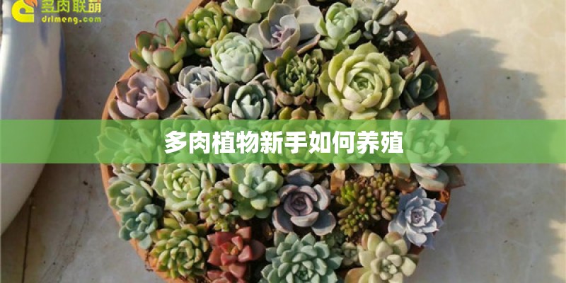 多肉植物新手如何养殖