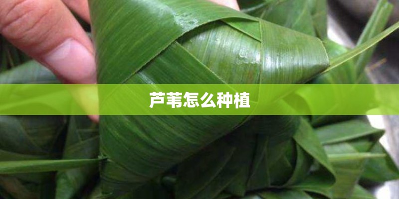 芦苇怎么种植
