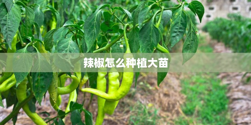 辣椒怎么种植大苗