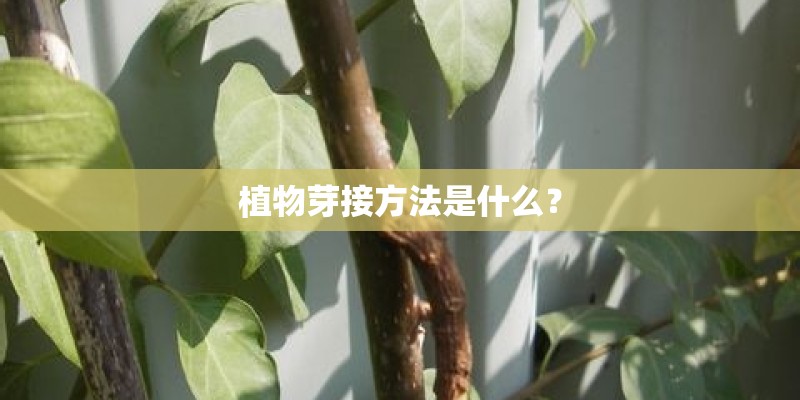 植物芽接方法是什么？