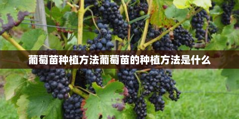 葡萄苗种植方法葡萄苗的种植方法是什么