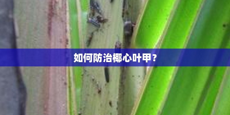 如何防治椰心叶甲？
