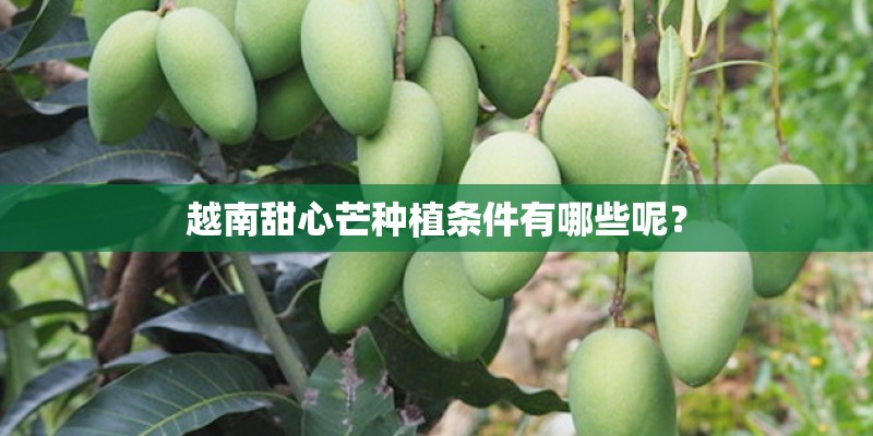 越南甜心芒种植条件有哪些呢？