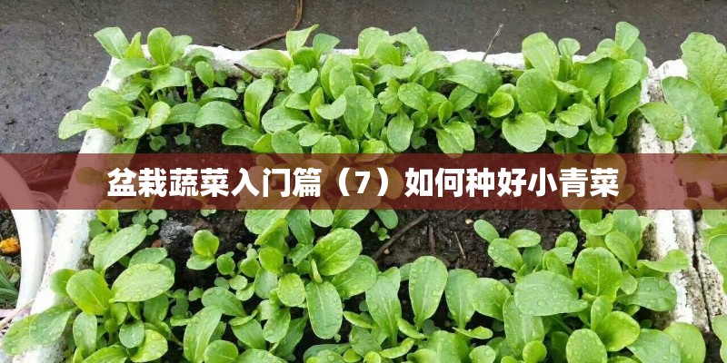 盆栽蔬菜入门篇（7）如何种好小青菜