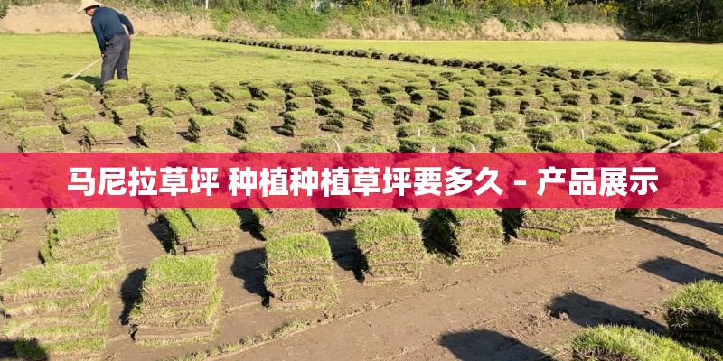马尼拉草坪 种植种植草坪要多久 – 产品展示