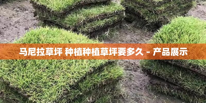马尼拉草坪 种植种植草坪要多久 – 产品展示