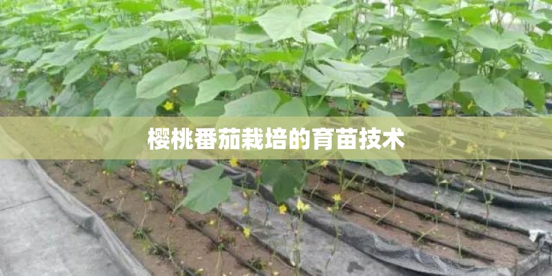 樱桃番茄栽培的育苗技术