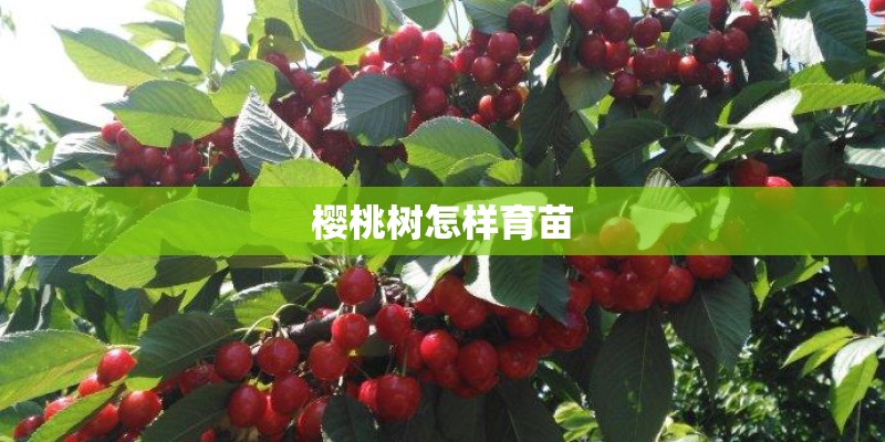 樱桃树怎样育苗