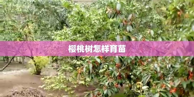 樱桃树怎样育苗