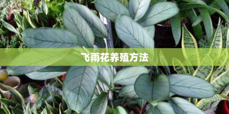飞雨花养殖方法