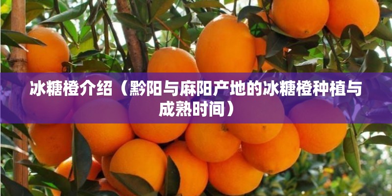冰糖橙介绍（黔阳与麻阳产地的冰糖橙种植与成熟时间）