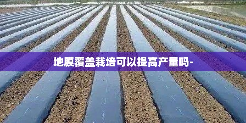 地膜覆盖栽培可以提高产量吗-