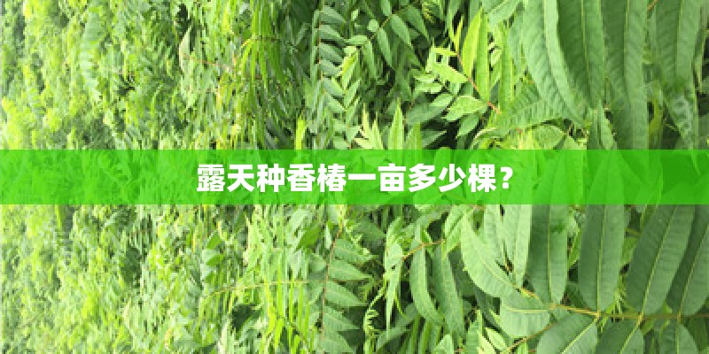 露天种香椿一亩多少棵？