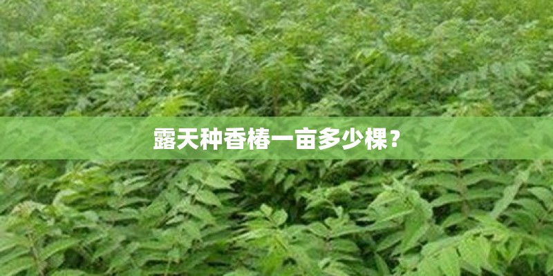 露天种香椿一亩多少棵？