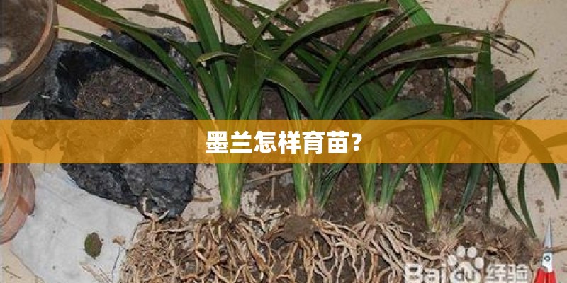 墨兰怎样育苗？