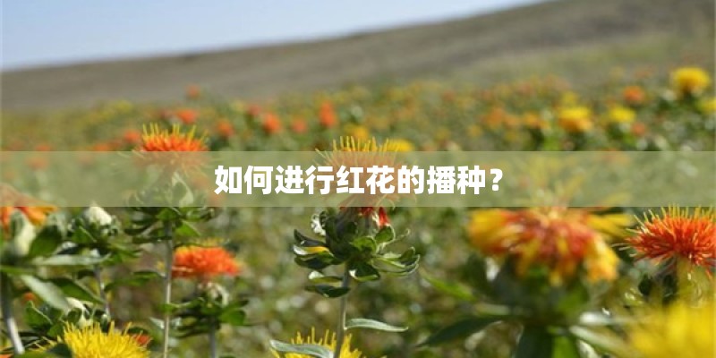 如何进行红花的播种？