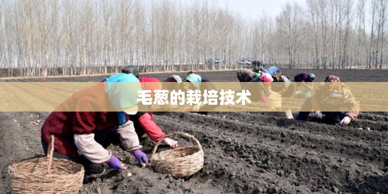 毛葱的栽培技术