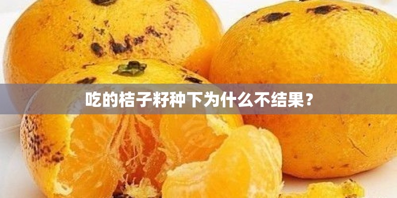 吃的桔子籽种下为什么不结果？