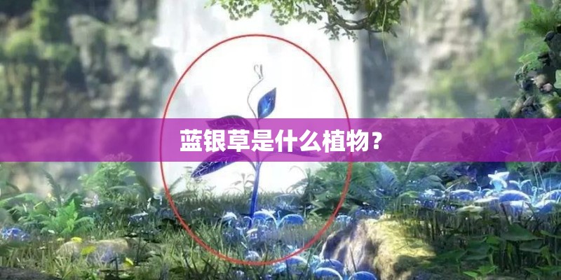 蓝银草是什么植物？