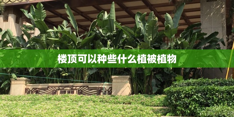 楼顶可以种些什么植被植物