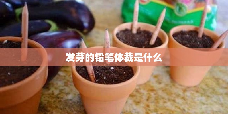 发芽的铅笔体裁是什么