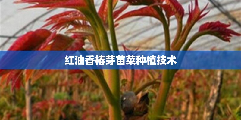 红油香椿芽苗菜种植技术