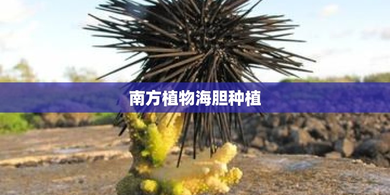 南方植物海胆种植
