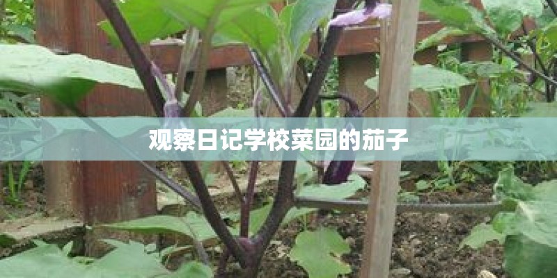 观察日记学校菜园的茄子