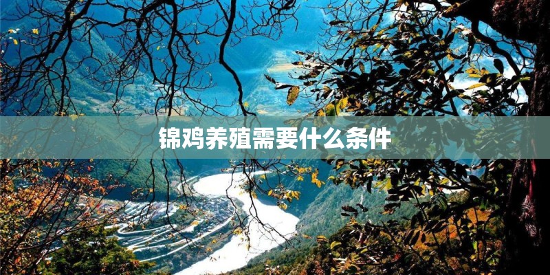 锦鸡养殖需要什么条件