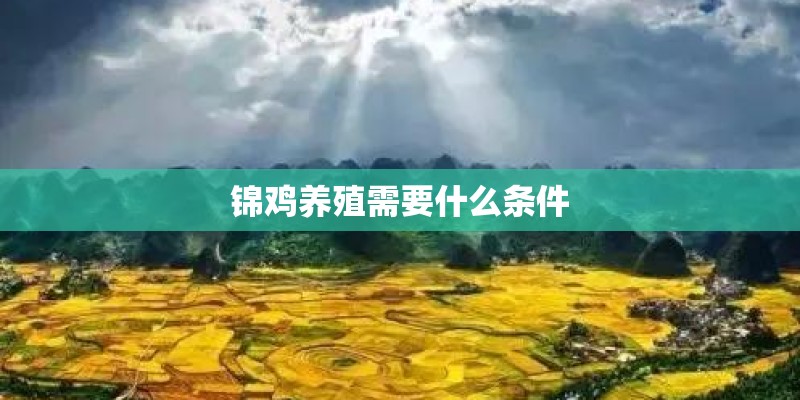 锦鸡养殖需要什么条件