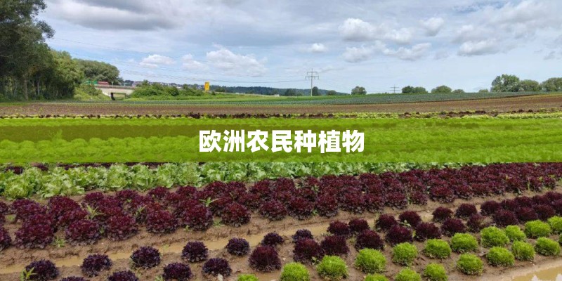 欧洲农民种植物
