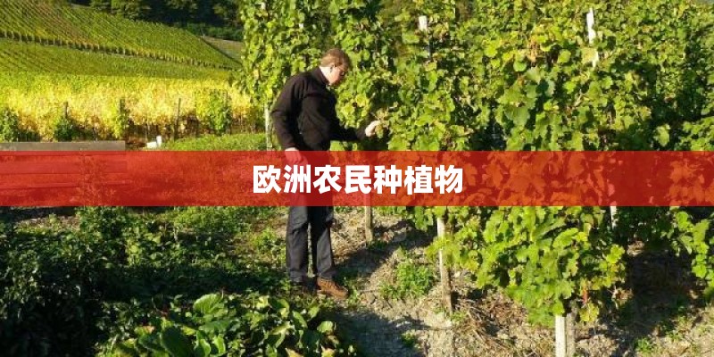 欧洲农民种植物