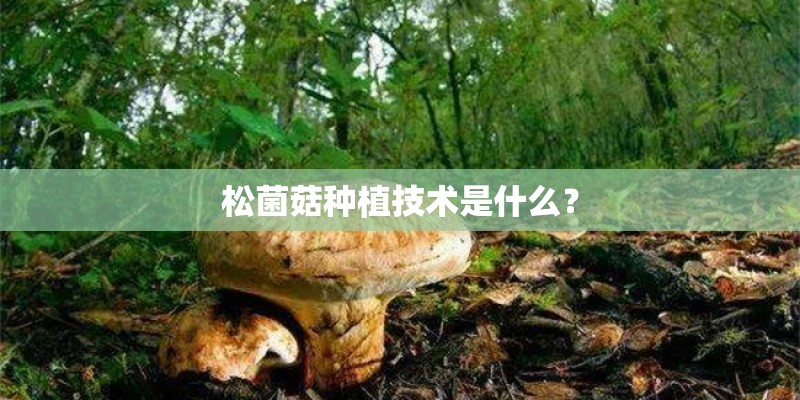松菌菇种植技术是什么？
