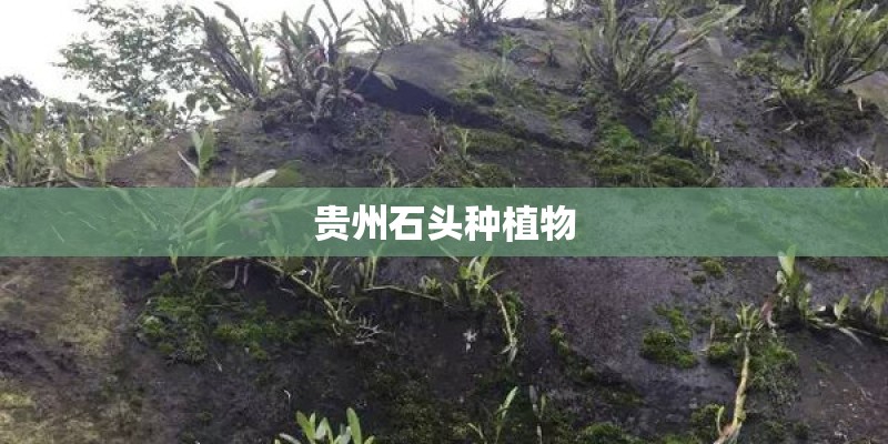 贵州石头种植物